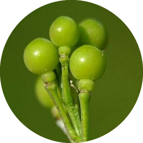 Abyssinian Seed oil (image for) Abyssinian Seed oil