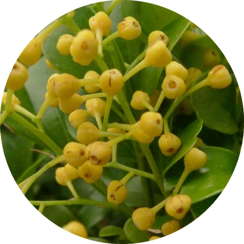 Aglaia absolute oil (image for) Aglaia absolute oil