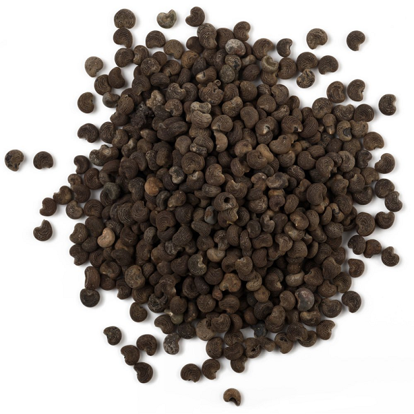 Ambrette Seed essential oil (image for) Ambrette Seed essential oil