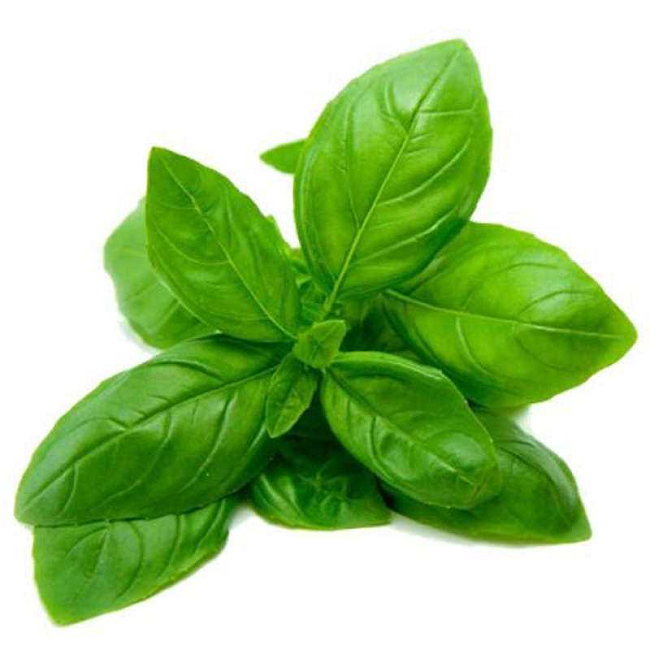 Basil essential oil (image for) Basil essential oil