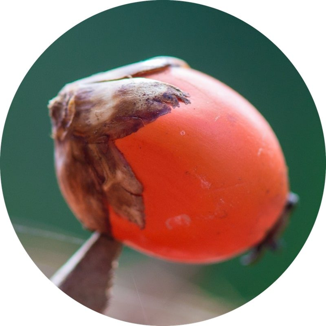 Batana nut oil (image for) Batana nut oil