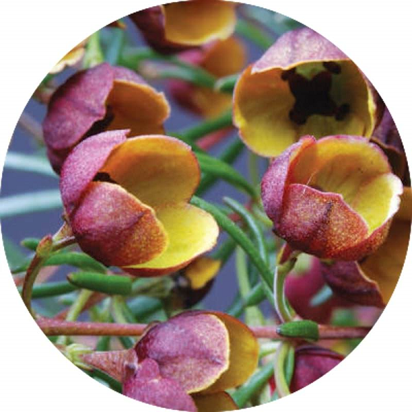 Boronia absolute oil (image for) Boronia absolute oil