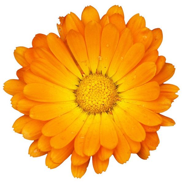 Calendula oil (image for) Calendula oil