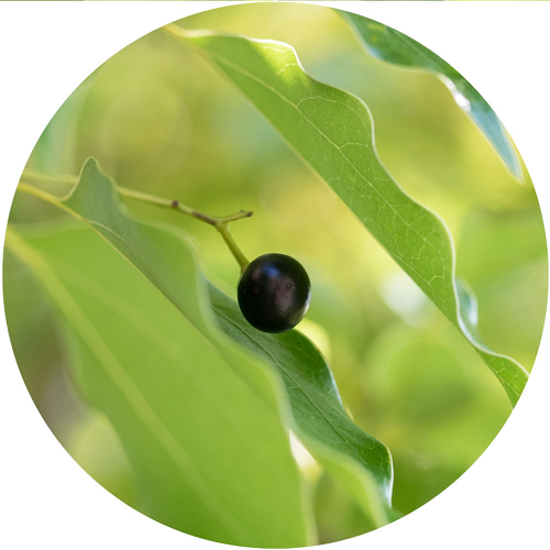 Camphor essential oil (image for) Camphor essential oil