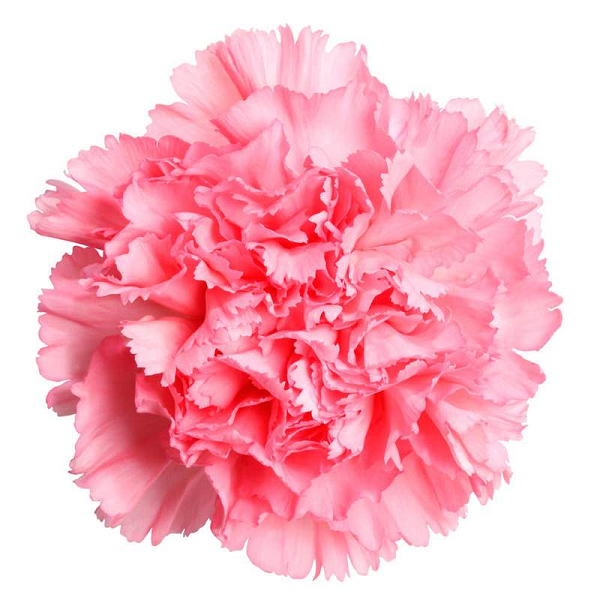 Carnation absolute essential oil (image for) Carnation absolute essential oil
