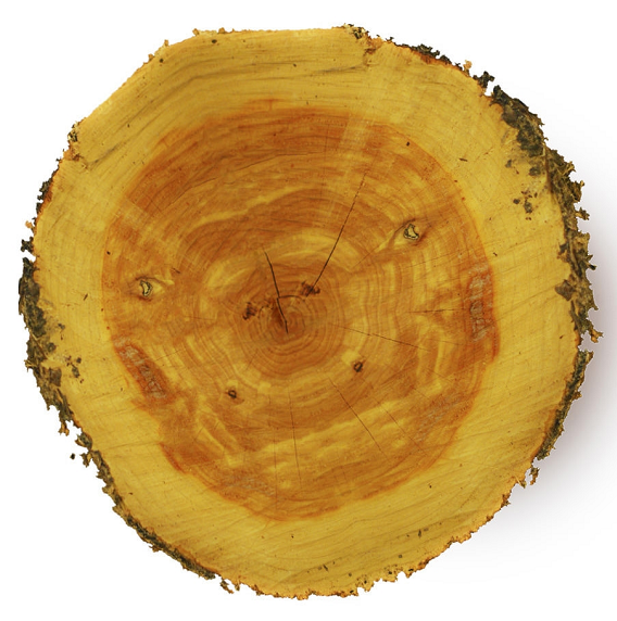 Cedarwood Atlas essential oil (image for) Cedarwood Atlas essential oil