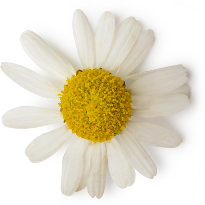 Chamomile Roman essential oil (image for) Chamomile Roman essential oil