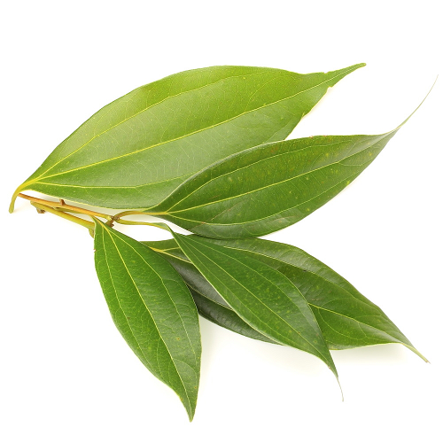 Cinnamon Verum Leaf essential oil (image for) Cinnamon Verum Leaf essential oil