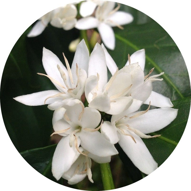 Coffee Blossom absolute oil (image for) Coffee Blossom absolute oil