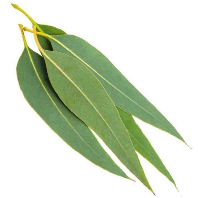 Eucalyptus essential oil (image for) Eucalyptus essential oil