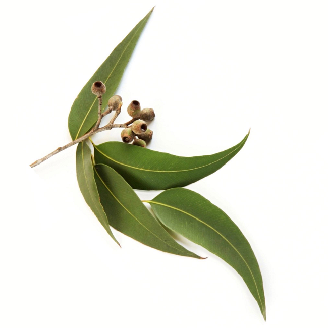 Eucalyptus Blue Mallee essential oil (image for) Eucalyptus Blue Mallee essential oil