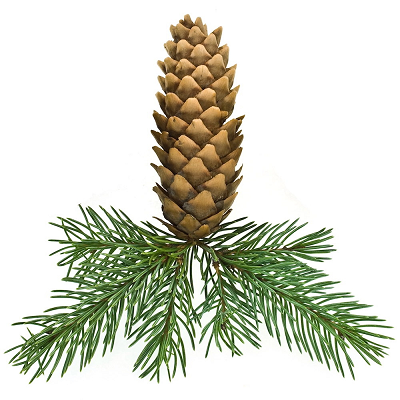Fir, Siberian essential oil (image for) Fir, Siberian essential oil