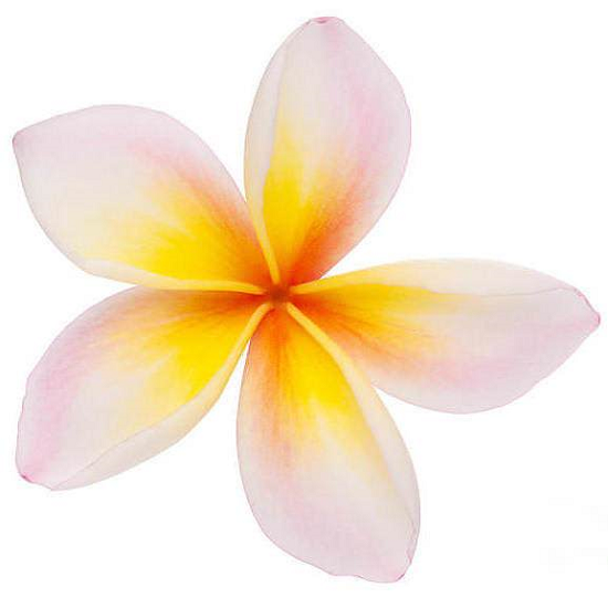 Frangipani (Plumeria) absolute oil (image for) Frangipani (Plumeria) absolute oil