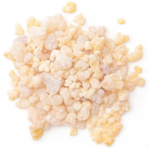 Frankincense, Sacred Oman essential oil (image for) Frankincense, Sacred Oman essential oil