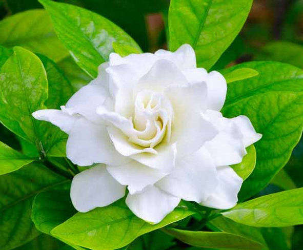 Gardenia absolute oil (image for) Gardenia absolute oil