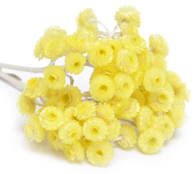 Helichrysum essential oil (image for) Helichrysum essential oil