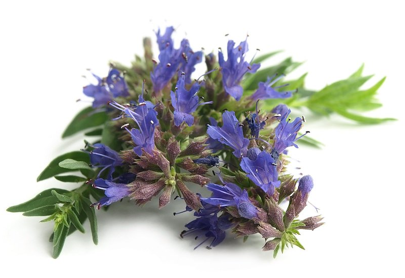 Hyssop essential oil (image for) Hyssop essential oil