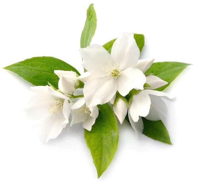 Jasmine Grandiflorum absolute oil (image for) Jasmine Grandiflorum absolute oil