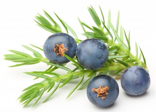 Juniper Berry essential oil (image for) Juniper Berry essential oil