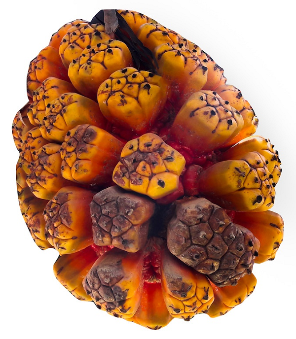 Kewra essential oil (image for) Kewra essential oil