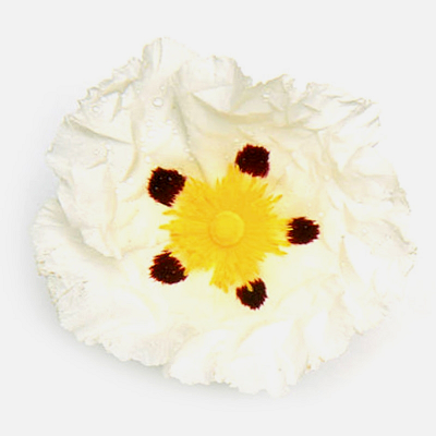 Labdanum absolute oil (image for) Labdanum absolute oil