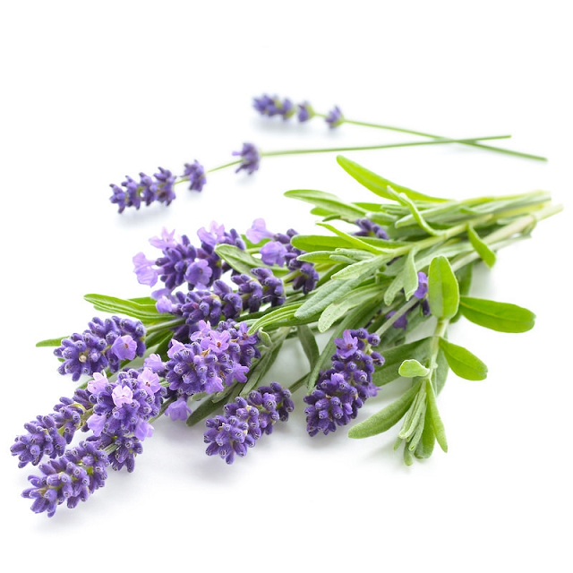 Lavender essential oil (image for) Lavender essential oil