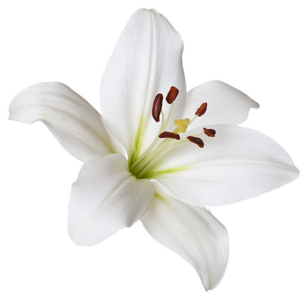 Lily absolute oil (image for) Lily absolute oil