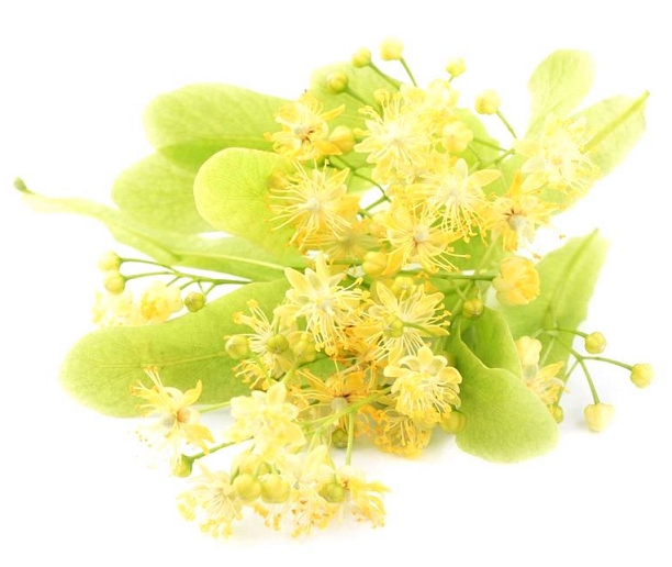 Linden Blossom absolute oil (image for) Linden Blossom absolute oil
