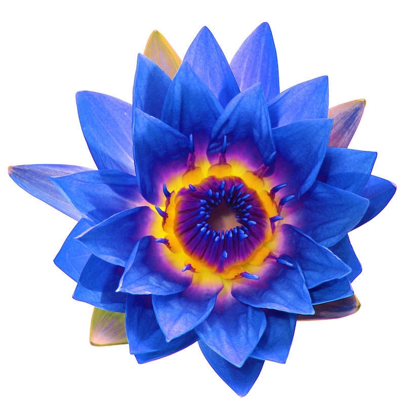 Lotus Blue (Water Lily) absolute oil (image for) Lotus Blue (Water Lily) absolute oil