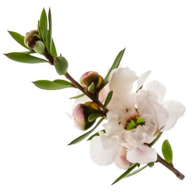 Manuka essential oil (image for) Manuka essential oil