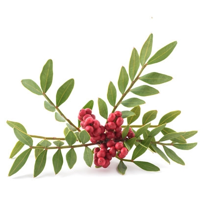 Mastic (Lentisque) essential oil (image for) Mastic (Lentisque) essential oil