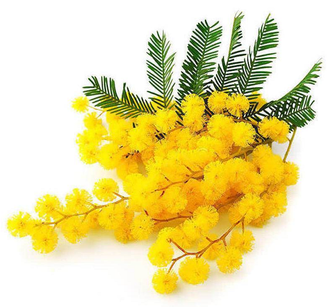 Mimosa absolute oil (image for) Mimosa absolute oil