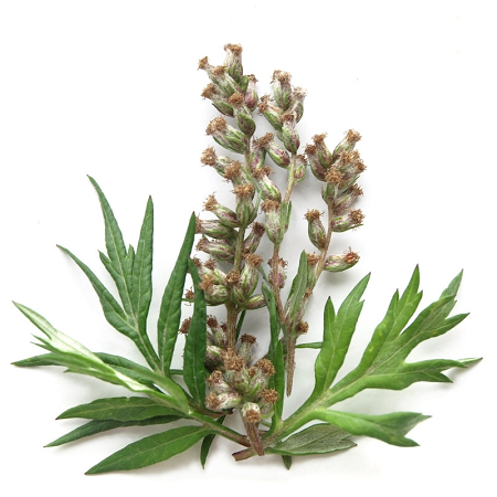 Mugwort essential oil (image for) Mugwort essential oil
