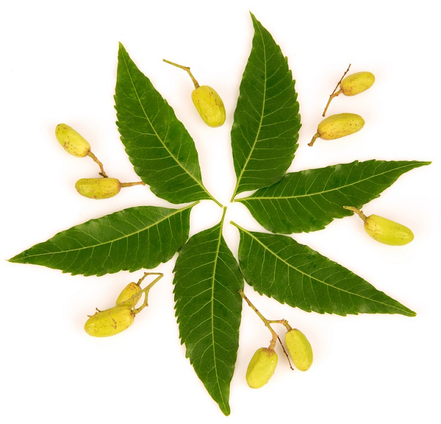 Neem Seed oil (image for) Neem Seed oil
