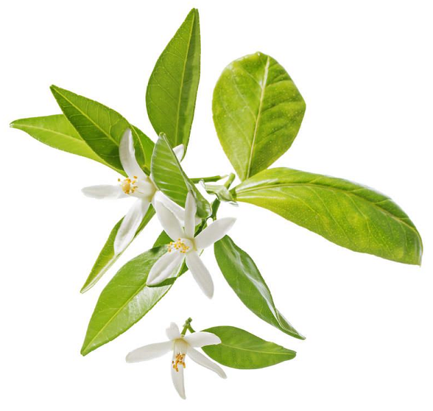 Neroli essential oil (image for) Neroli essential oil