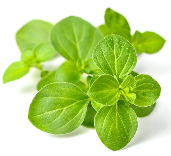 Oregano essential oil (image for) Oregano essential oil