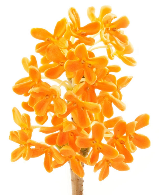 Osmanthus absolute oil (image for) Osmanthus absolute oil