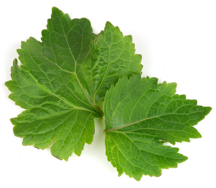 Patchouli aged essential oil (image for) Patchouli aged essential oil