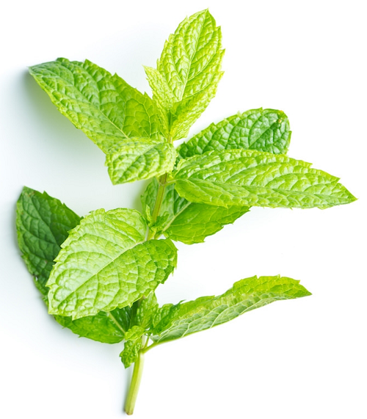 Peppermint essential oil (image for) Peppermint essential oil