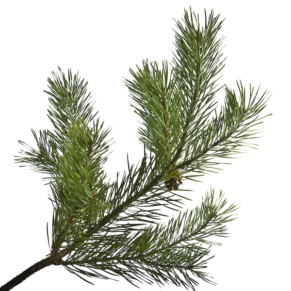 Pine Needle Scots essential oil (image for) Pine Needle Scots essential oil