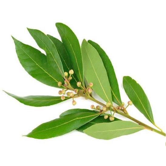 Ravensara essential oil (image for) Ravensara essential oil