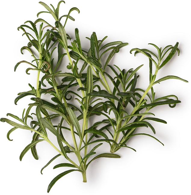 Rosemary essential oil (image for) Rosemary essential oil