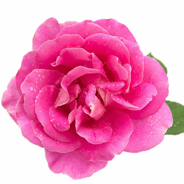 Rose Otto (Bulgarian Damask Rose) essential oil (image for) Rose Otto (Bulgarian Damask Rose) essential oil