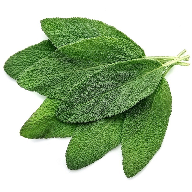 Sage essential oil (image for) Sage essential oil