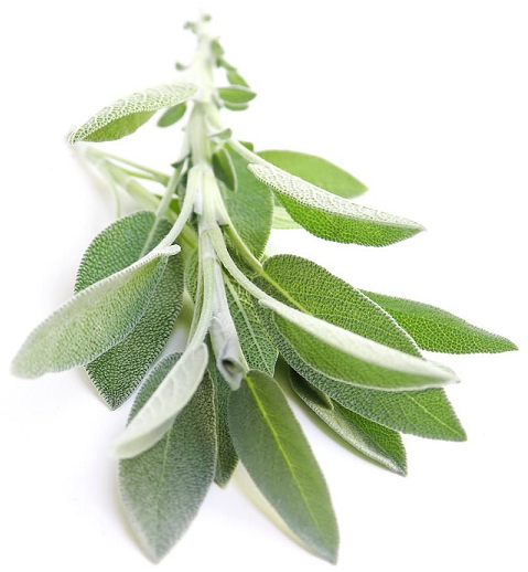 Sage, White essential oil organic (image for) Sage, White essential oil organic