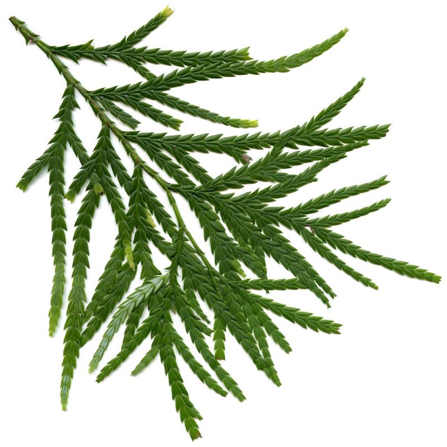 Siam Wood essential oil (image for) Siam Wood essential oil