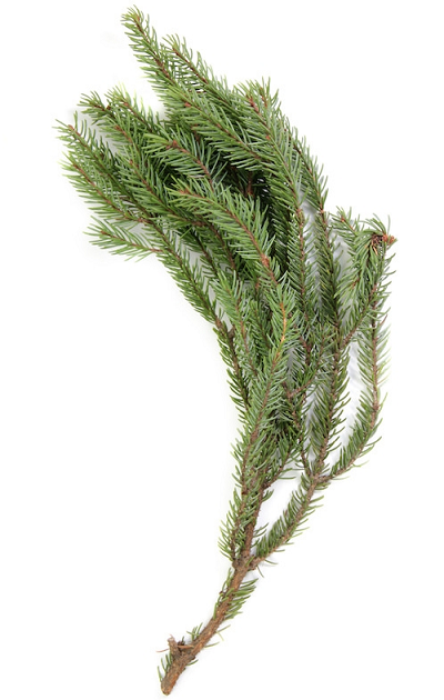 Spruce, Black essential oil 15mL (image for) Spruce, Black essential oil 15mL