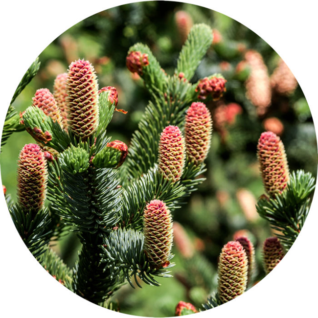 Spruce Sitka Icelandic essential oil (image for) Spruce Sitka Icelandic essential oil