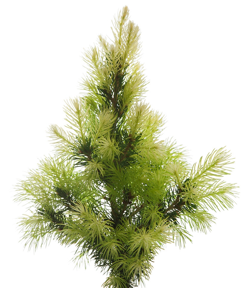 Spruce, White essential oil 15mL (image for) Spruce, White essential oil 15mL