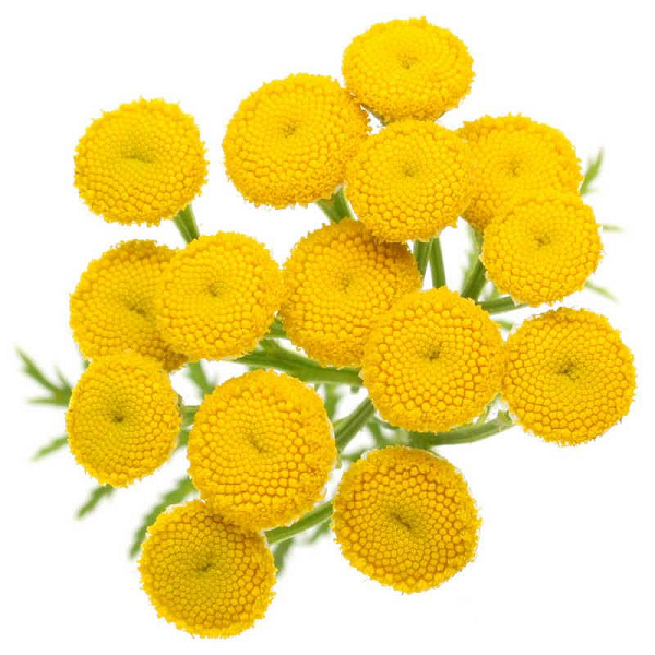 Tansy Blue essential oil (image for) Tansy Blue essential oil